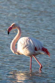 Beautiful greater flamingo standing gracefully in the waters of Calpe, Spain.