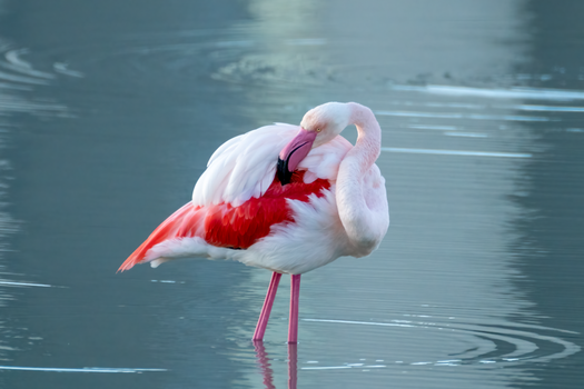 flamingo photo