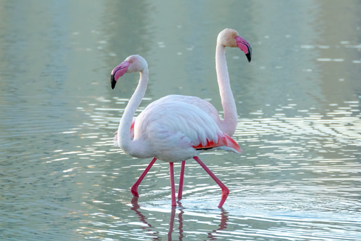 flamingo photo