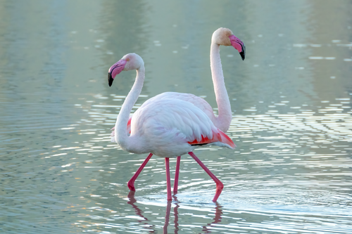 Free Two pink flamingos strolling in a tranquil lake in Calpe, Spain. Perfect wildlife shot. Stock Photo