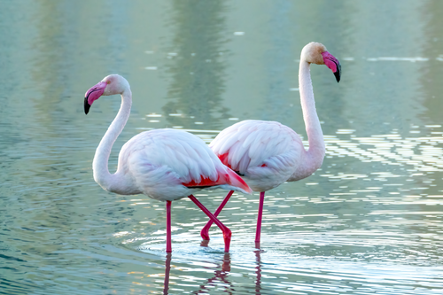 Free Two graceful pink flamingos wading in calm waters at Calpe, Spain. Stock Photo
