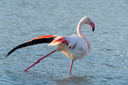 Free A majestic pink flamingo gracefully wades in Calpe, Spain waters. Stock Photo