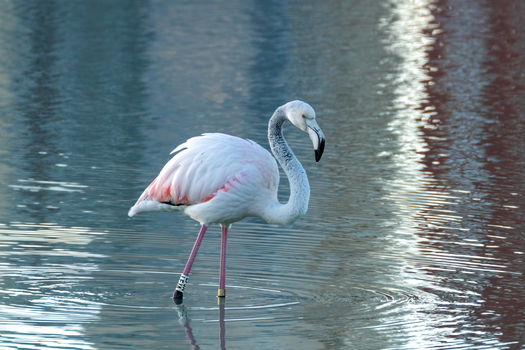 flamingo photo