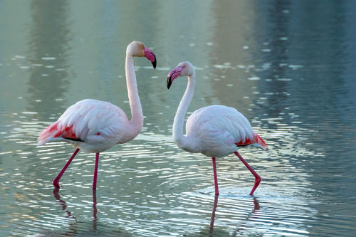 Free Two elegant pink flamingos standing in a serene lake in Calpe, Spain. Stock Photo