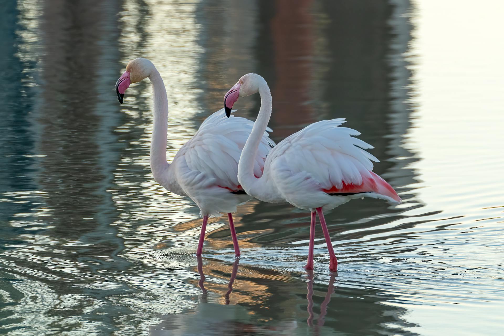 Greater flamingos wading in a reflective lake in Calpe, Spain at twilight.