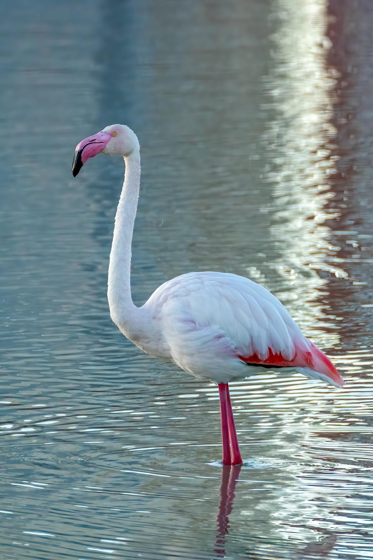 Greater Flamingo Photos Download The BEST Free Greater Flamingo Stock