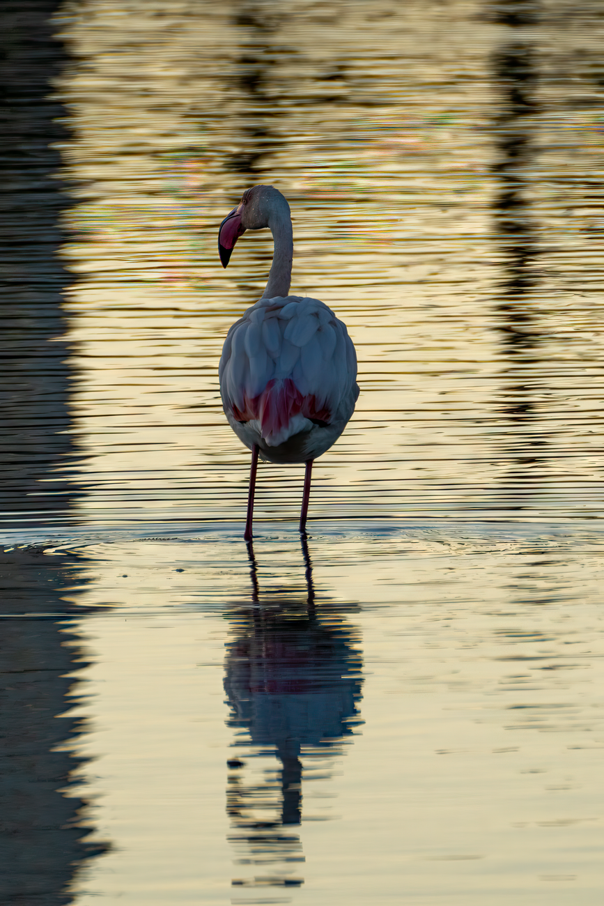Photographier les flamants roses Camargue lumière dorée heure et spot - illustration