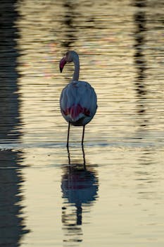 A solitary flamingo stands in water reflecting golden hues in Calpe, Spain.
