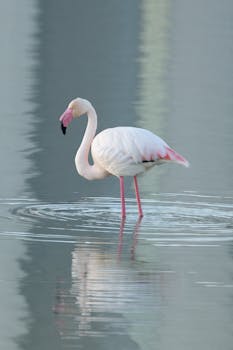 Elegant flamingo wading in serene Calpe waters, capturing its reflection.