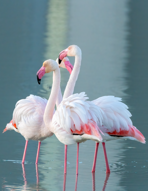 Free A serene scene of pink flamingos in tranquil water at Calpe, Spain, showcasing their beautiful plumage. Stock Photo