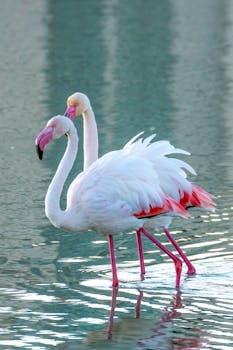 Elegant greater flamingos in the serene waters of Calpe, showing vibrant plumage.