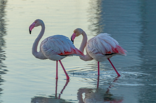 Free Two greater flamingos gracefully wading in calm waters in Calpe, Spain. Stock Photo