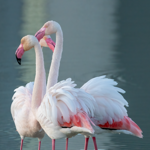 Free Two elegant greater flamingos wading in calm waters, Calpe, Spain. Stock Photo