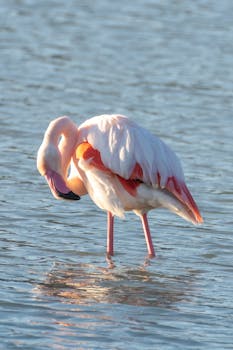 A beautiful pink flamingo reflected in the water at Calpe, Spain.