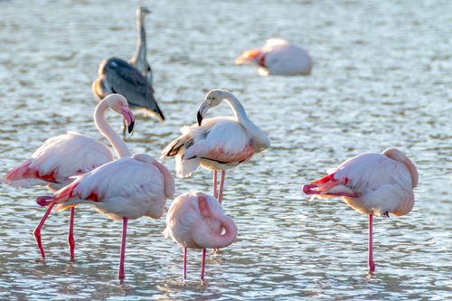 Free Group of greater flamingos in Calpe, Spain, wading gracefully in tranquil waters. Stock Photo