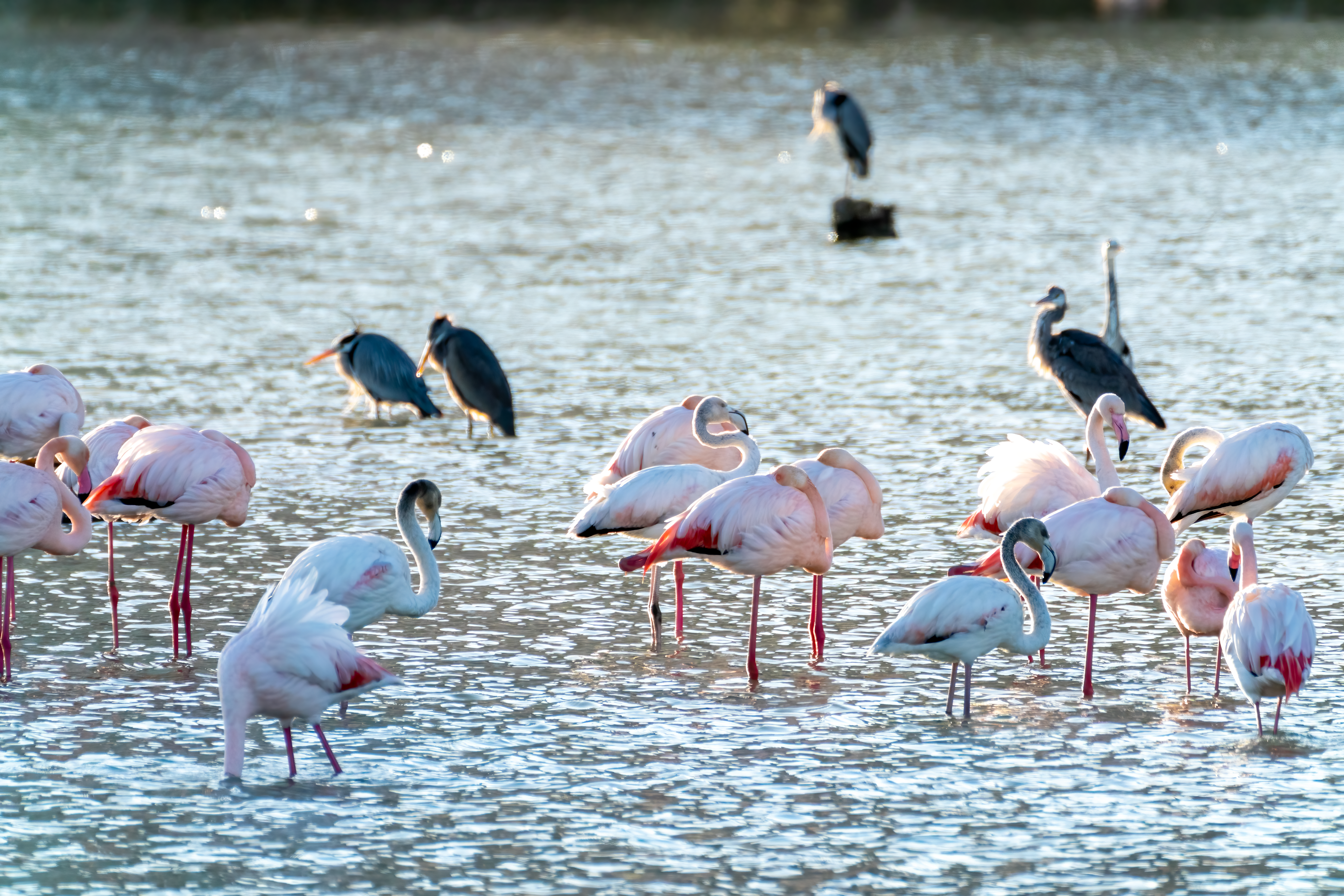 Flamingo Lake — Lake Natron Tanzania