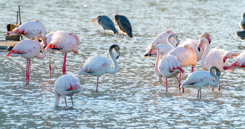 Free Pink flamingos wading in a sunlit lagoon in Calpe, Spain. Stock Photo