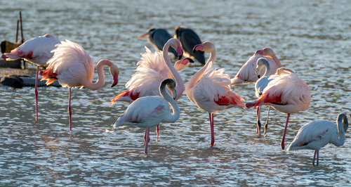 Free A striking scene of greater flamingos wading through the waters in Calpe, Spain, showcasing their vibrant pink feathers. Stock Photo