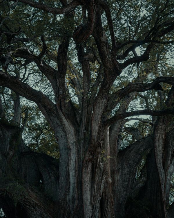 Imponente árbol Ahuehuete En Oaxaca, México · Foto de stock gratuita