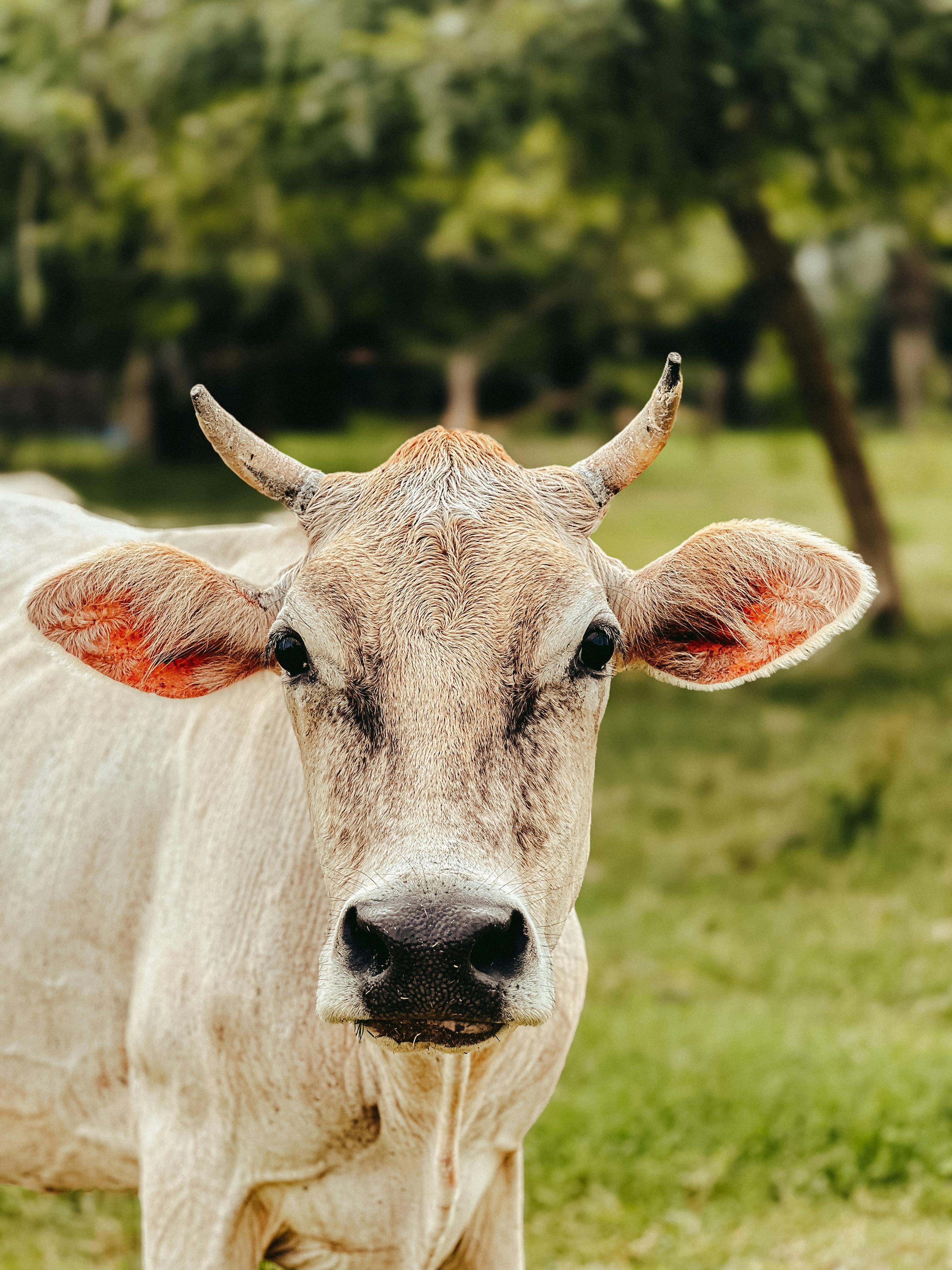 grátis Close de uma vaca em um campo verde em Cantarrana, Guatemala, exibindo seus chifres e orelhas. Foto profissional