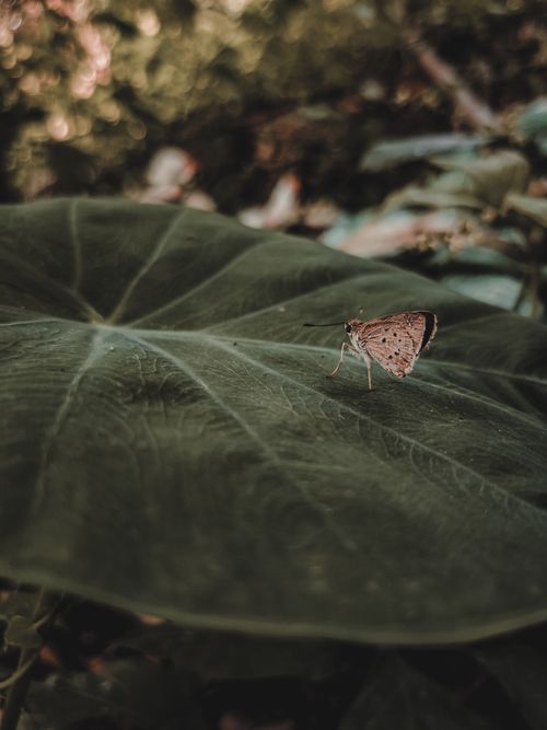 Free Close-up of a moth delicately perched on a large, textured leaf in a natural setting. Stock Photo