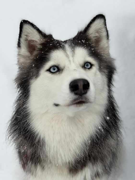 Majestic Siberian Husky in Snowy Winter Scene · Free Stock Photo