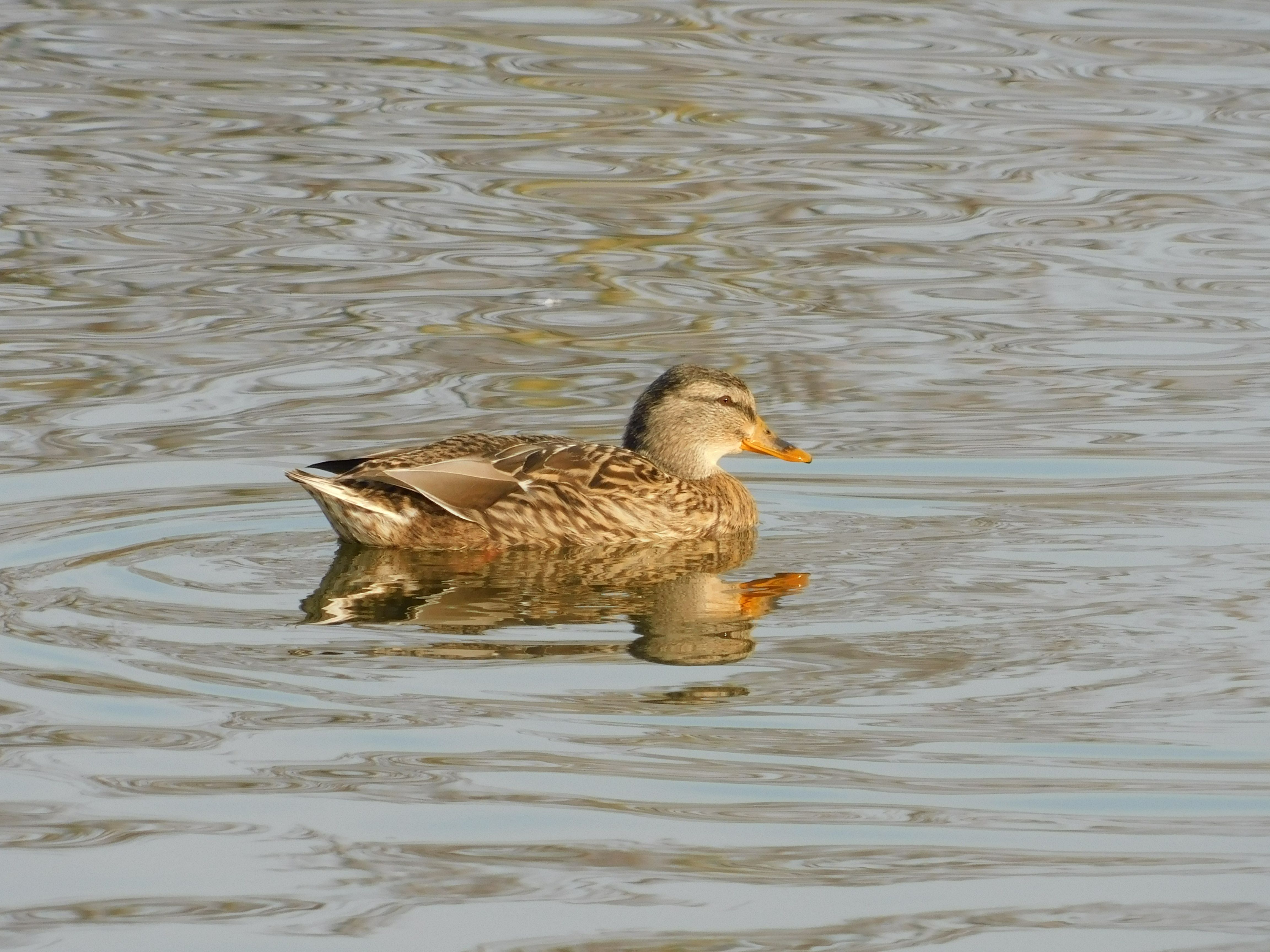 Tranquil Duck Floating on a Calm Lake · Free Stock Photo