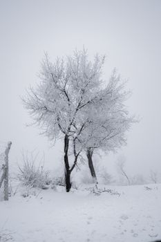 A solitary tree covered in frost stands amidst a snowy landscape, evoking tranquility.