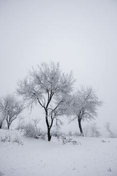 Snow-covered trees create a serene winter scene under a cloudy sky.