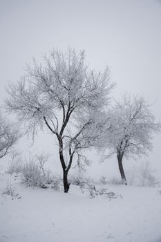 Beautiful winter scene with snow-laden trees in a tranquil setting.