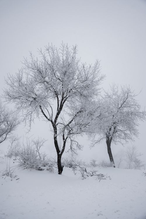 Free Beautiful winter scene with snow-laden trees in a tranquil setting. Stock Photo