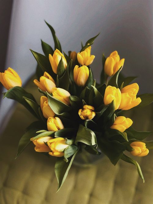 Free Striking bouquet of yellow tulips captured in soft natural light. Perfect for spring themes. Stock Photo