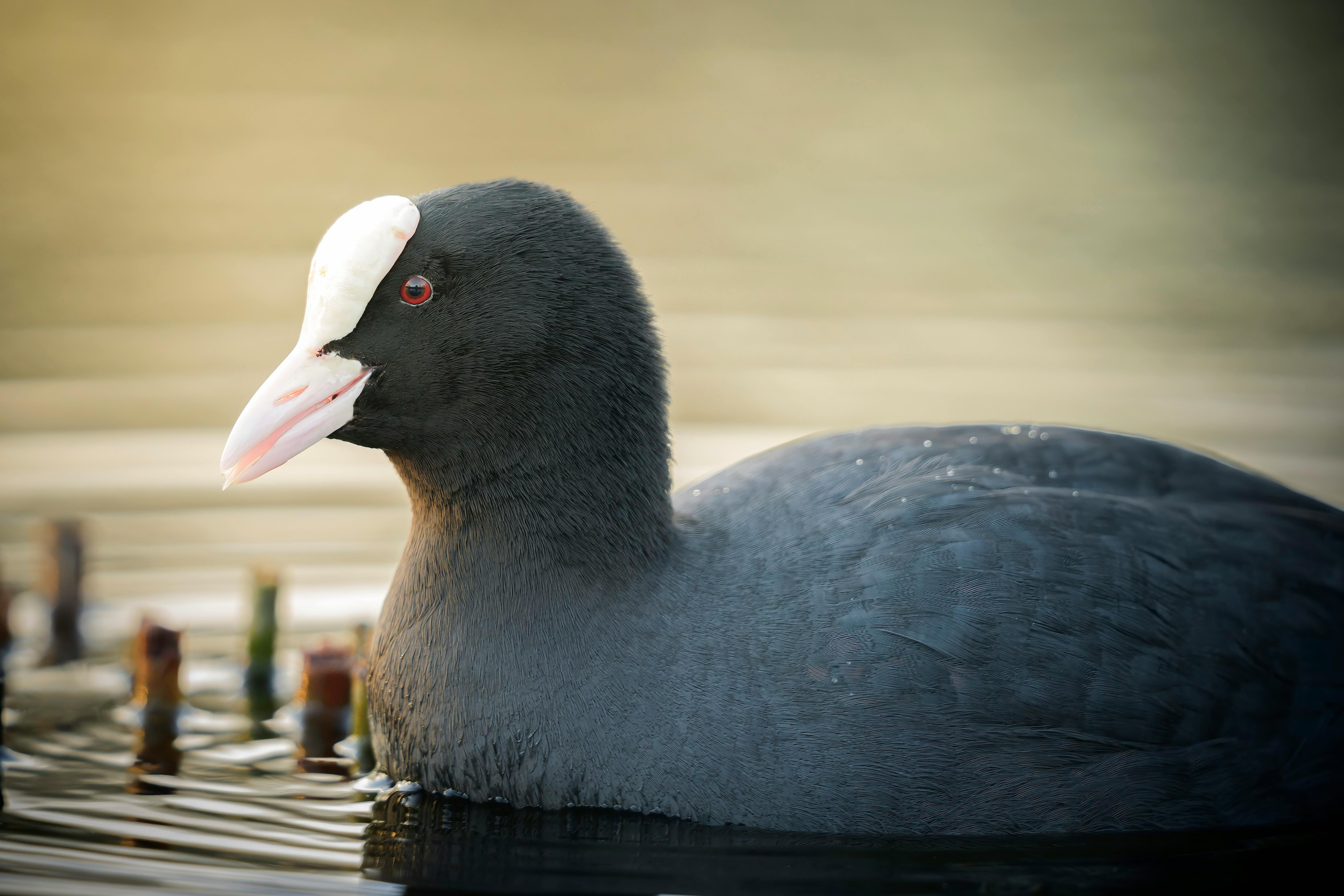 Close-up of a European coot swimming gracefully in a serene Berlin park pond.