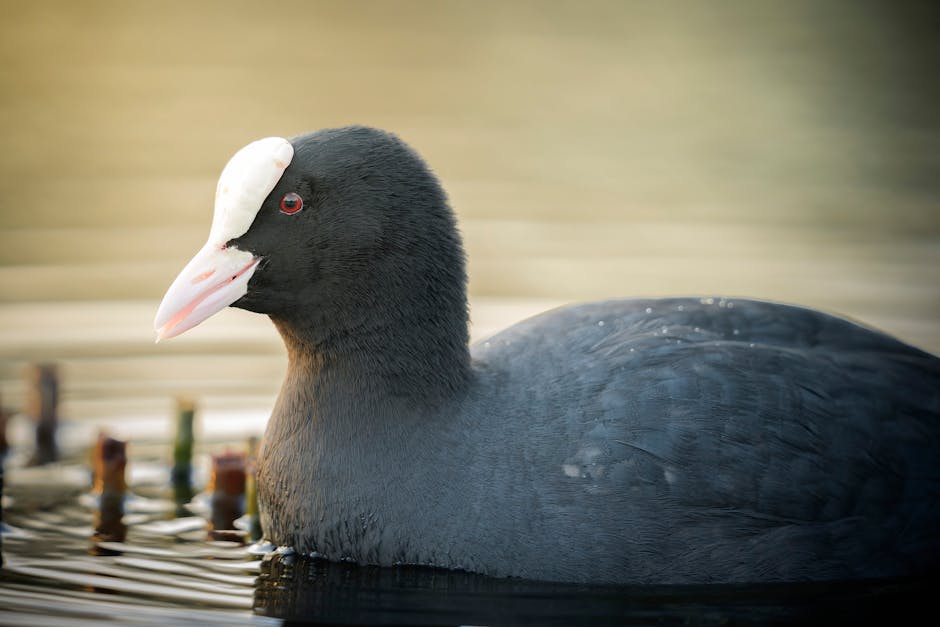Close-up of a European coot swimming gracefully in a serene Berlin park pond.