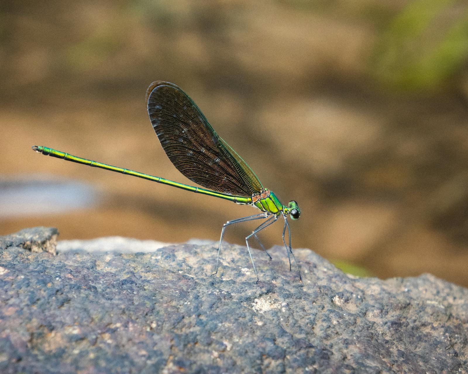 Animated Rock Photos, Download The BEST Free Animated Rock Stock Photos ...