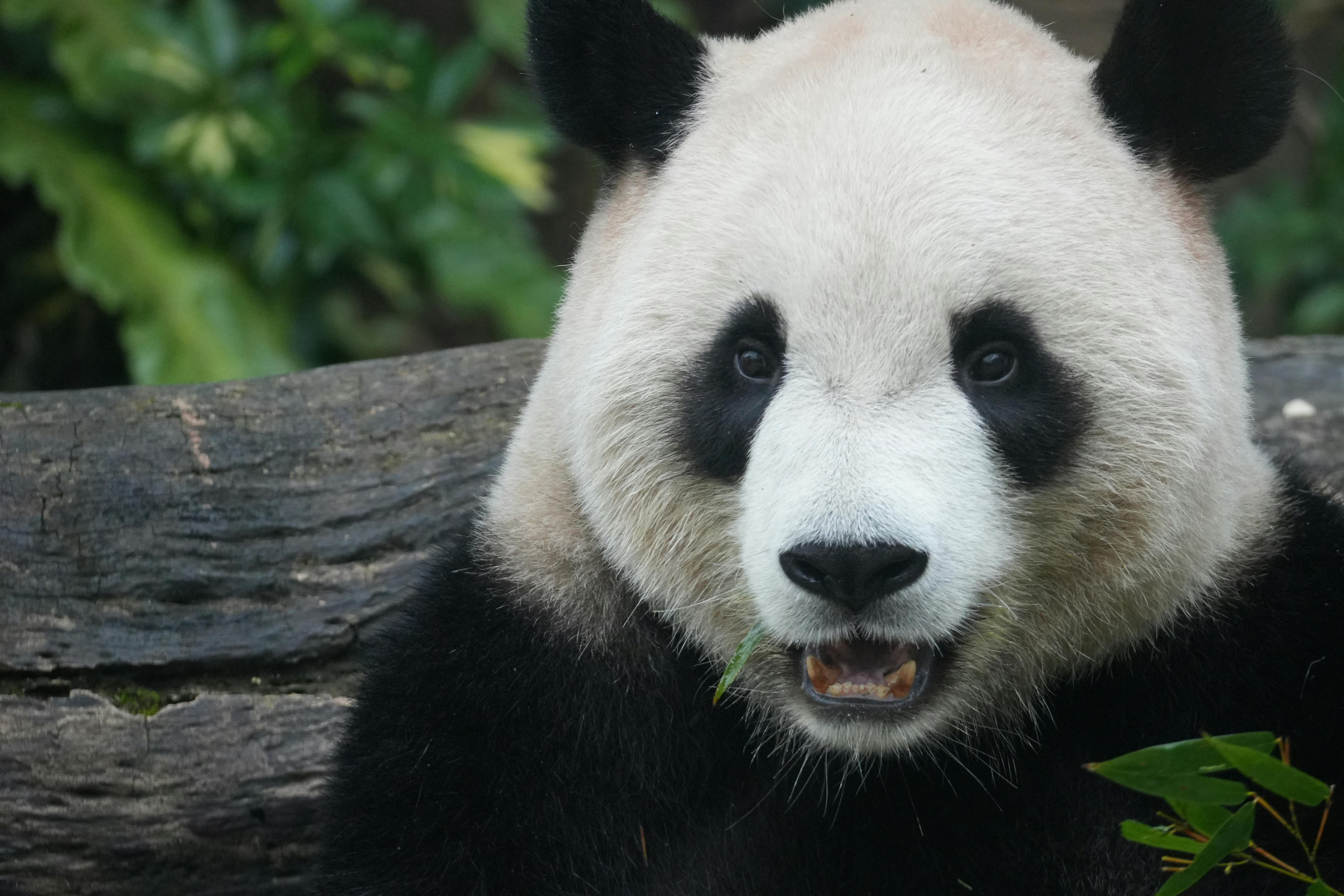國際貨幣基金：年底前達標儲備目標將面臨挑戰