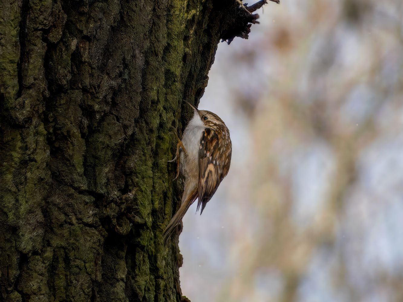 Treecreeper Bird Photos, Download The BEST Free Treecreeper Bird Stock ...