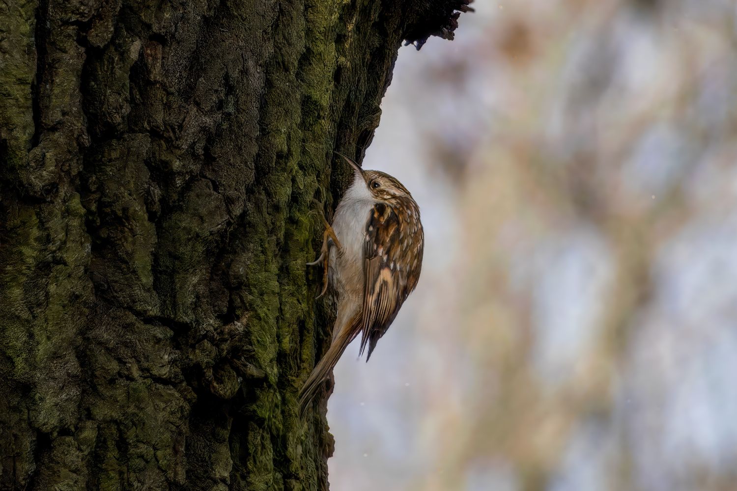 Spring Tree Hd Treecreeper Bird Photos, Download The BEST Free Treecreeper Bird Stock ...