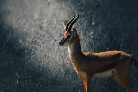 A majestic gazelle standing in a sunlit field, highlighting its natural beauty.