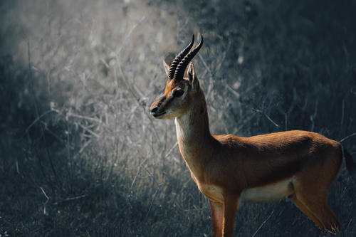 Free A majestic gazelle standing in a sunlit field, highlighting its natural beauty. Stock Photo