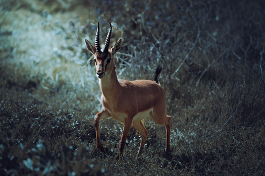 A lone gazelle strides through the Jerusalem wilderness, showcasing natural beauty and grace.