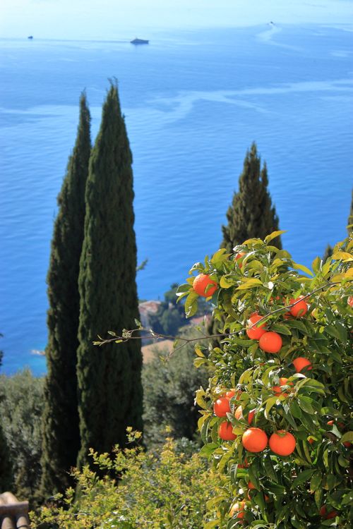Free Vibrant citrus trees with a stunning Mediterranean coastal backdrop. Stock Photo