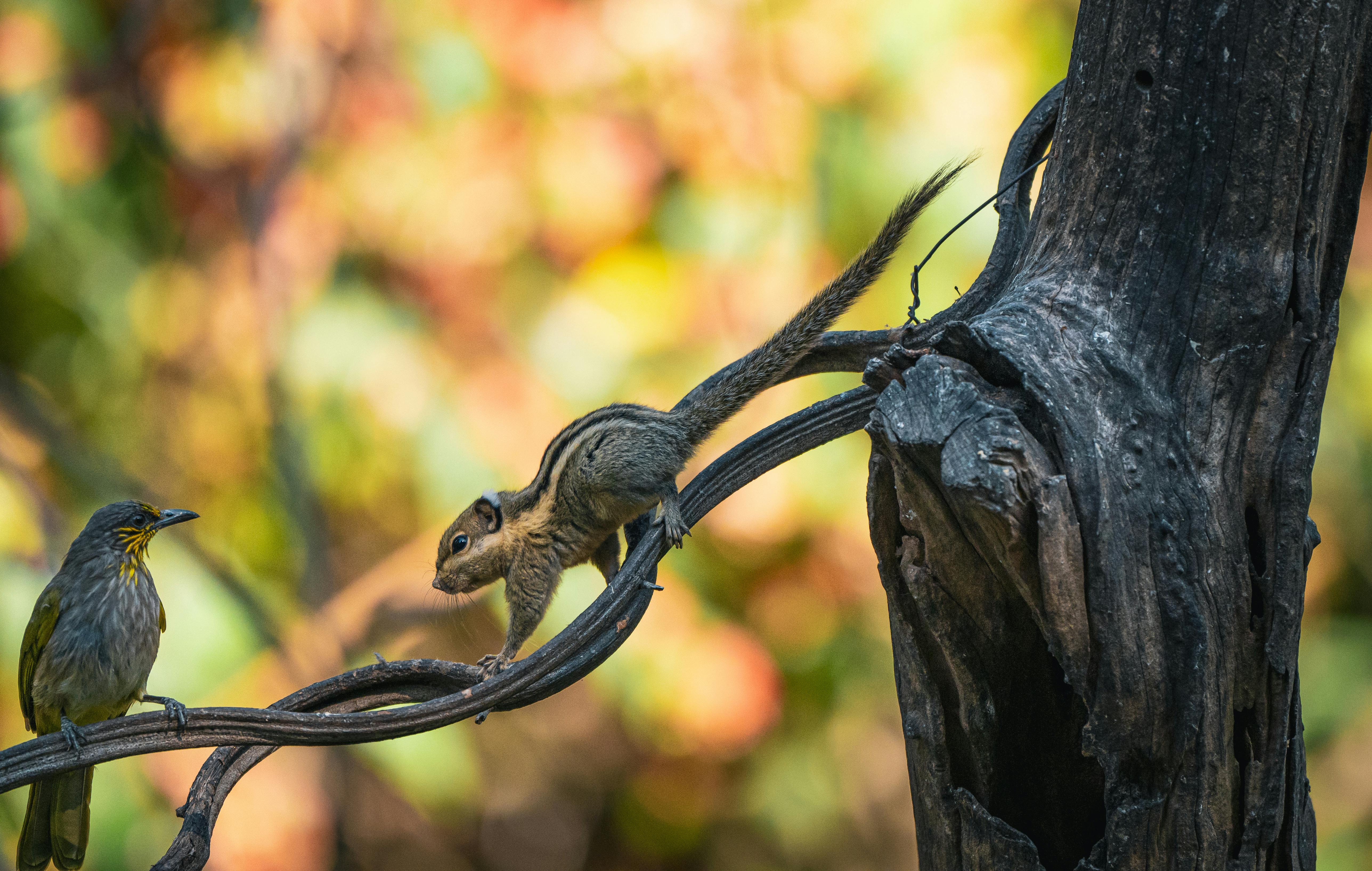 Descoperă broadbillul verde, pasărea de smarald ascunsă în jungla Asiei