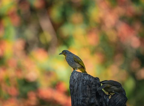 Vibrant bird perched on a stump among lush jungle foliage in Thailand. A glimpse of nature's beauty.