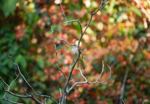 Beautiful bird perched on a branch with vibrant foliage background in Thailand, capturing nature's beauty.