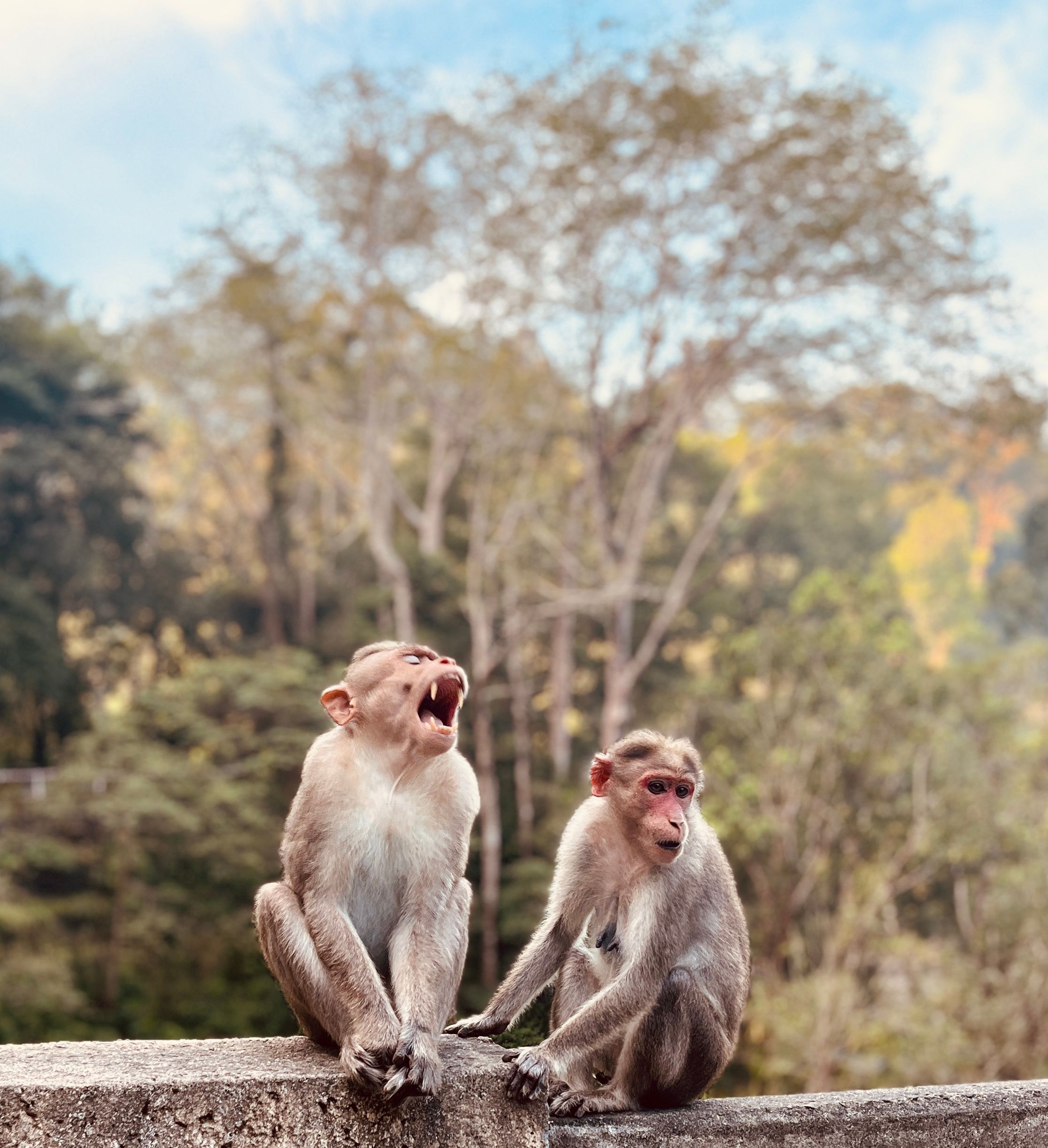 Playful Bonnet Macaques in Kerala's Lush Jungle · Free Stock Photo