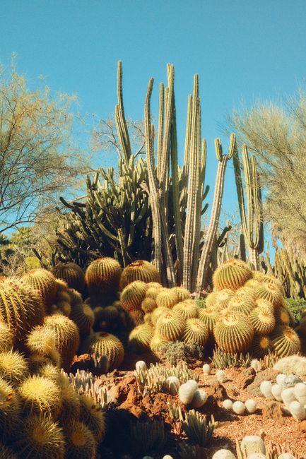 A vivid display of cacti in the Huntington Gardens, San Marino, showcasing rich desert flora.