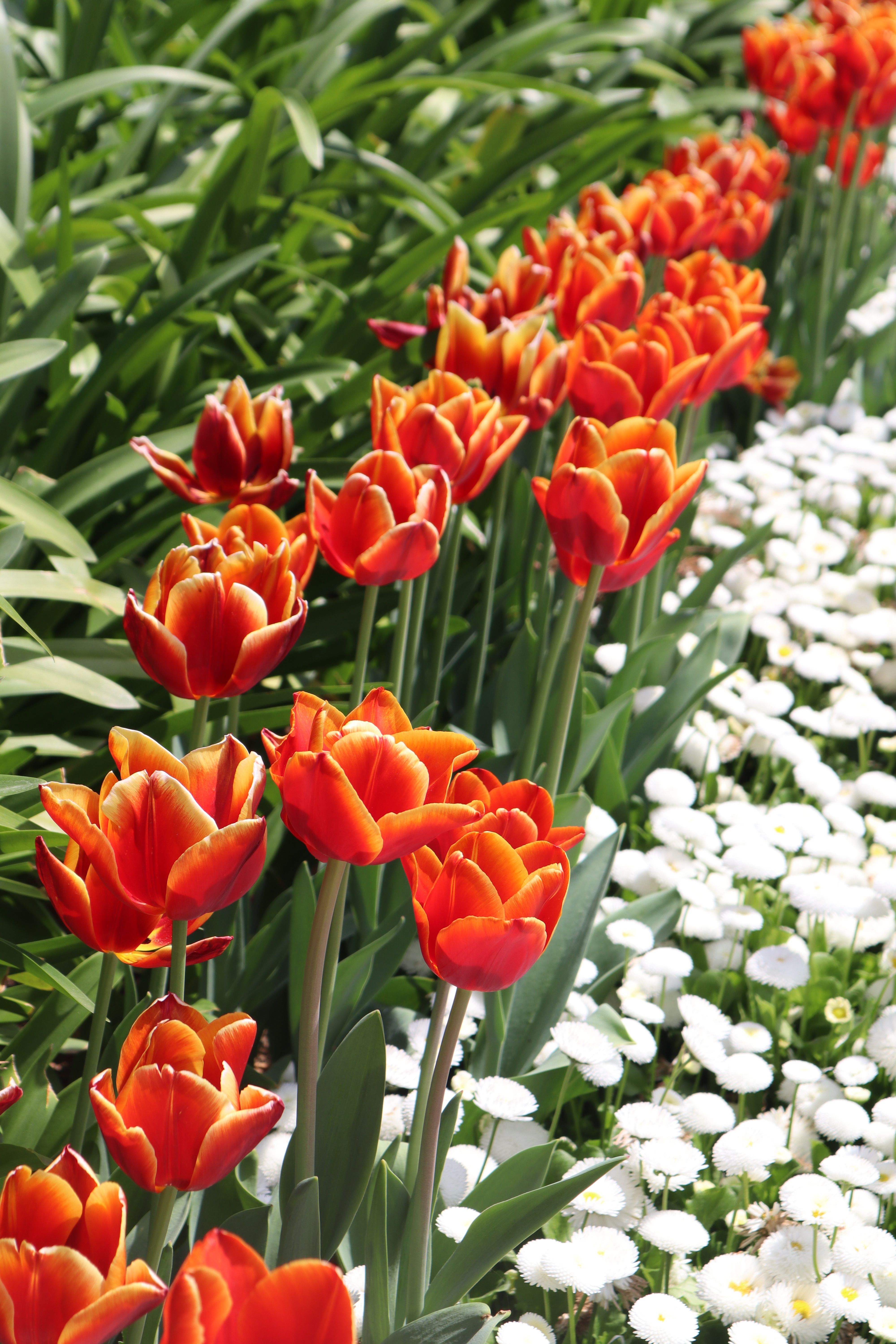 Vibrant Red Tulips and White Daisies in Bloom · Free Stock Photo