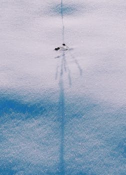 A lone dry plant casts a long shadow on pristine snow under bright winter sunlight.