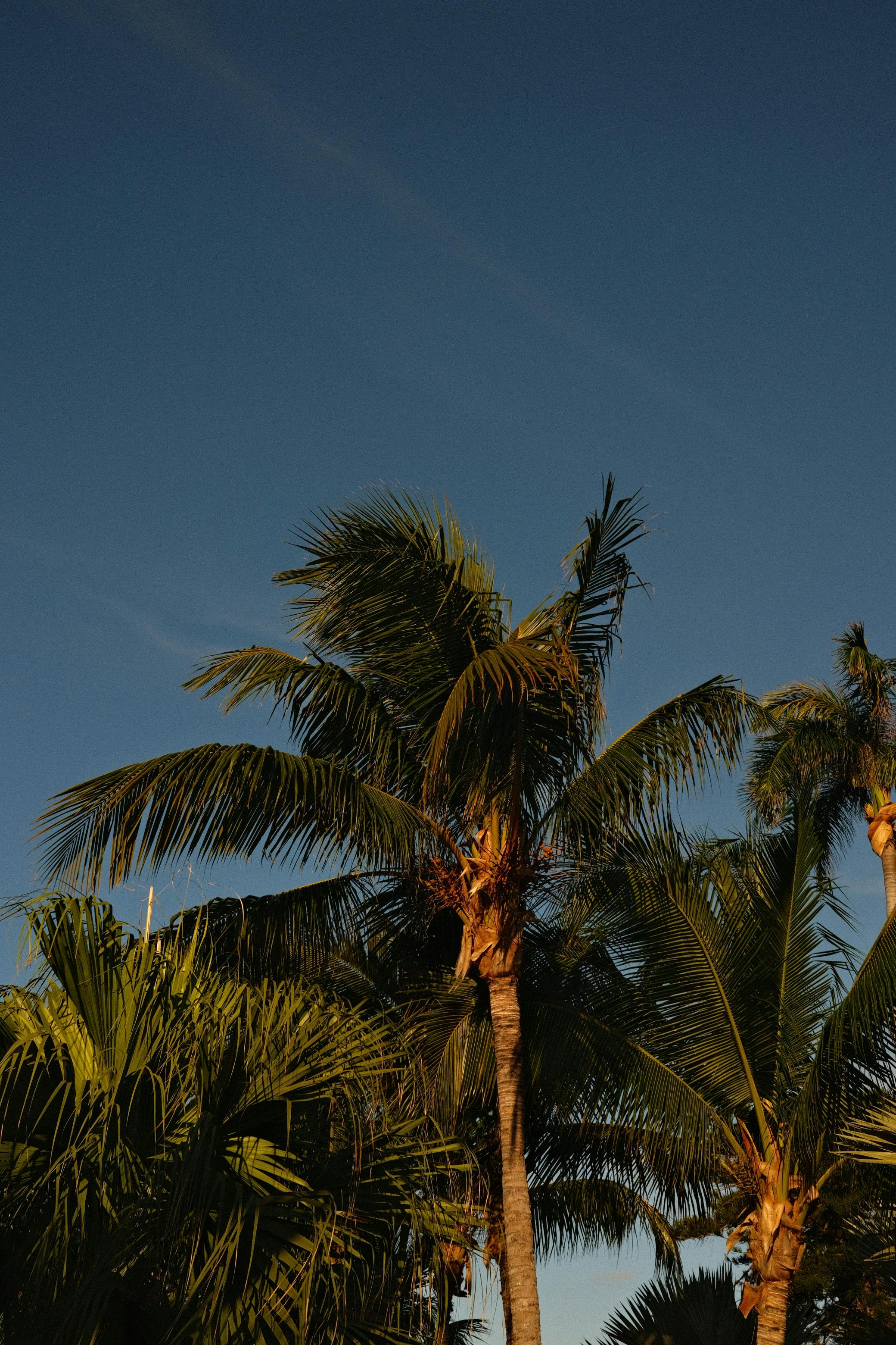 A serene view of palm trees under a bright blue sky, capturing tropical essence.